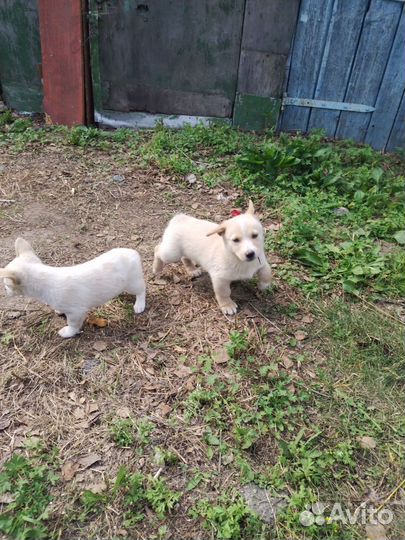 Собаки щенки