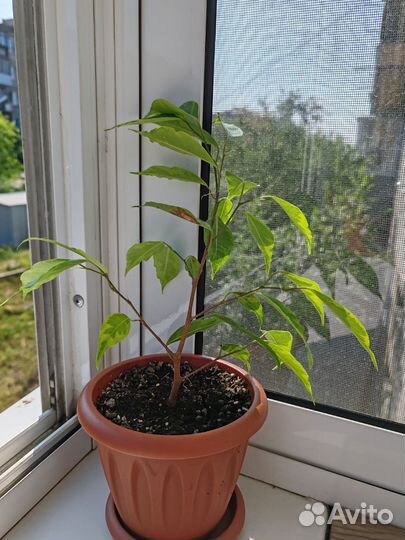 Фикус бенджамина