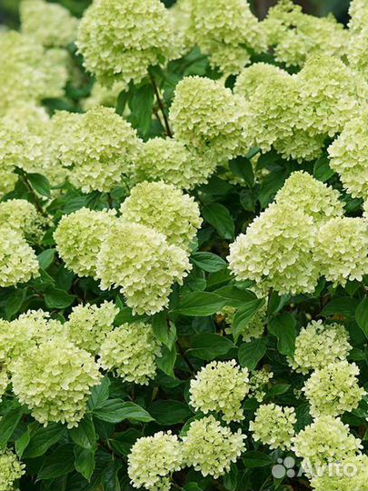 Гортензии метельчатые