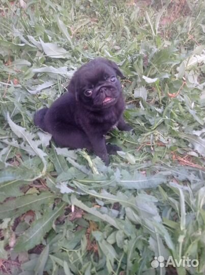 Щенки мопса