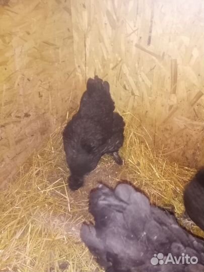 Яйцо куриное инкубационое