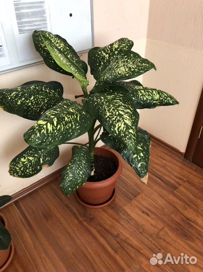 Диффенбахия