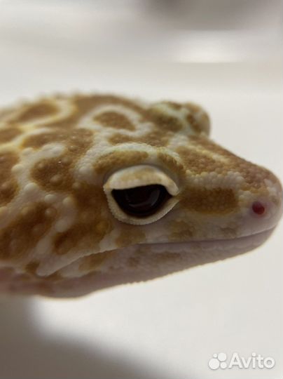 Передержка эублефара