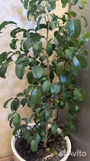 Фикус бенджамина