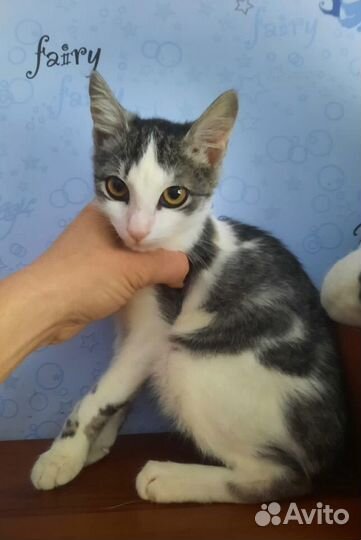 Котик скромняга в дар