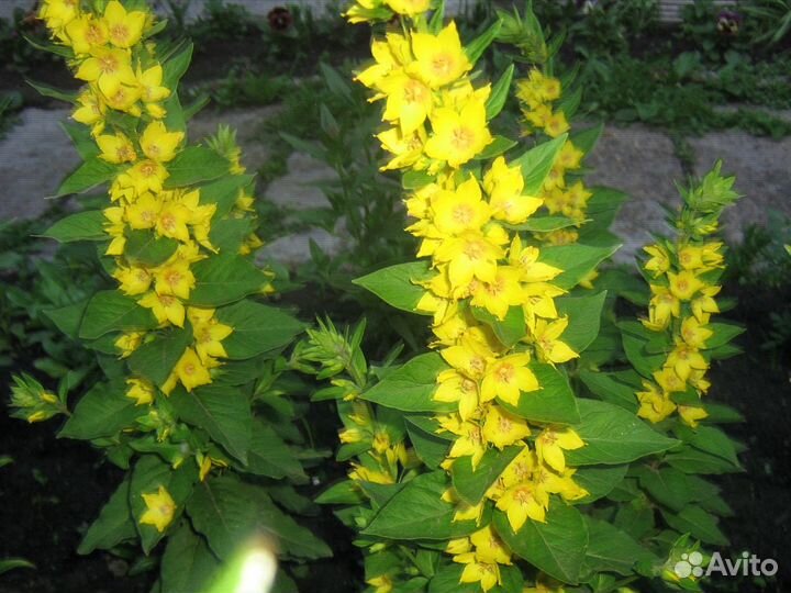 Многолетние цветы