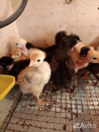 Цыплята домашние