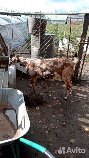 Англо-нубийские : коза,козочки