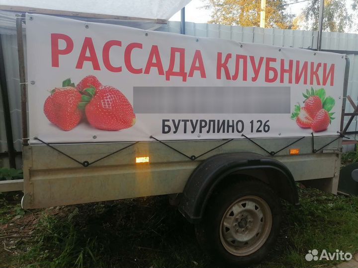 Рассада клубники