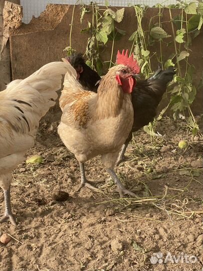 Петух ухейлюль