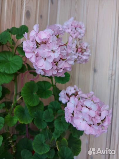 Пеларгония герань нежно-розового цвета черенки