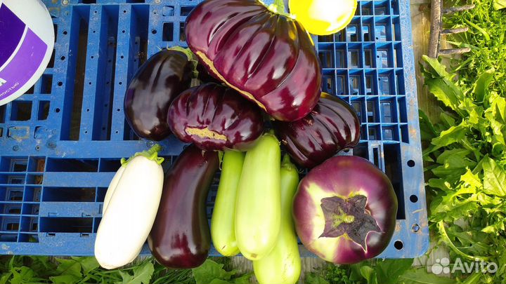 Баклажаны домашние