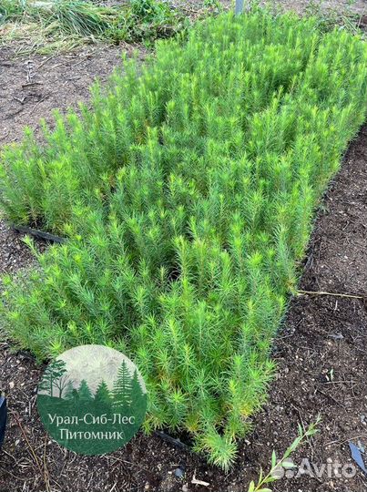 Сосна зкс окс сеянцы Ель Лиственница Голуб Горная