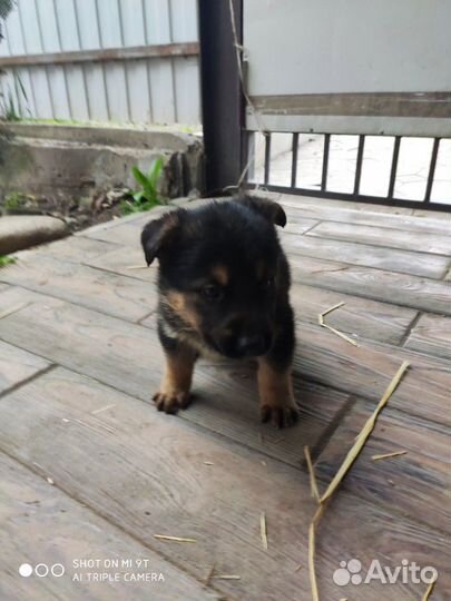 Немецкая овчарка