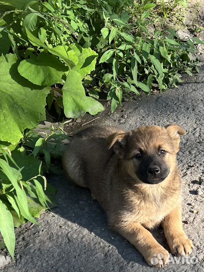 Щенки-медвежата от заботливых