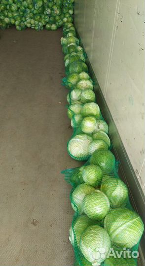Капуста оптом сетевое качество без посредников