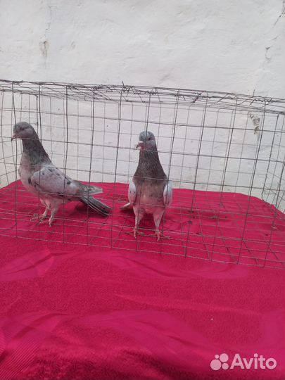 Голуби широкохвостые