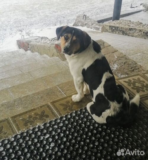 Молодой кобель в добрые руки