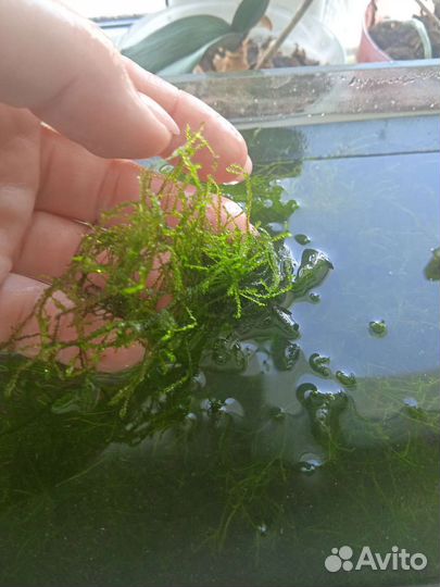 Мох яванский, рогалистник