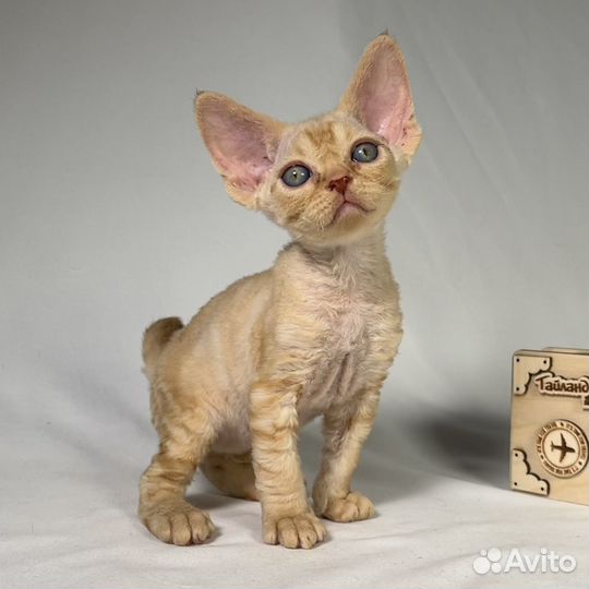 Котята девон рекс