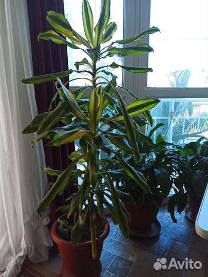 Комнатные растения цветы большие
