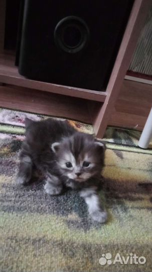 Британские котята