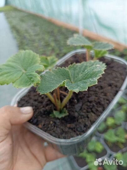 Рассада клубники гигант Джорнея