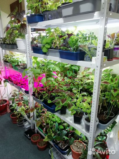 Колеусы сортовые / комнатные растения