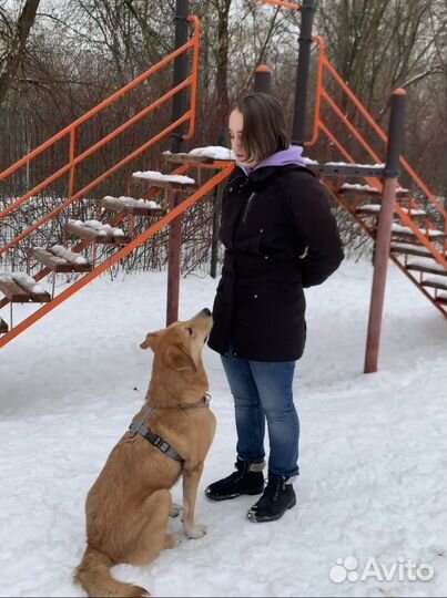 Дрессировка и воспитание собак