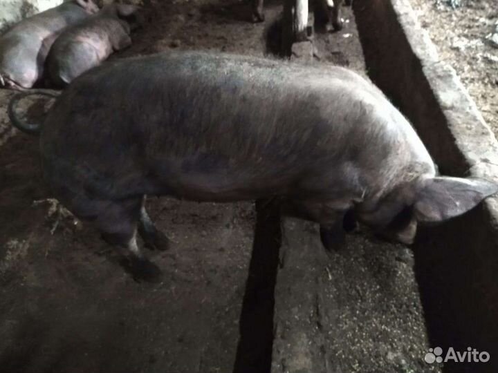 Свиноматка