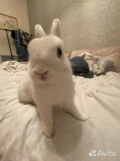 Вязка кролика декоративного