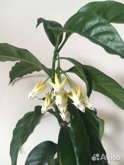 Хойя мультифлора