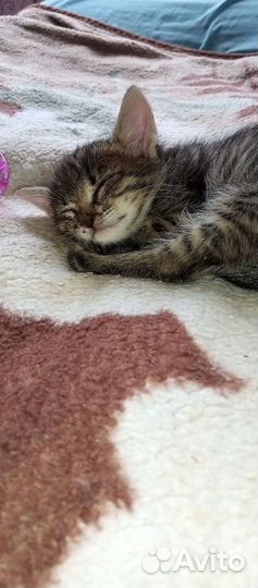 Котята в добрые руки мальчики