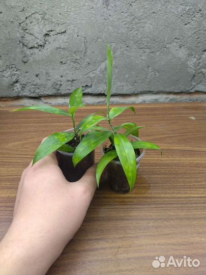 Драцена Суркулоза