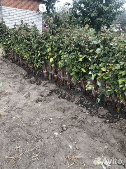 Саженцы малины сорт полька