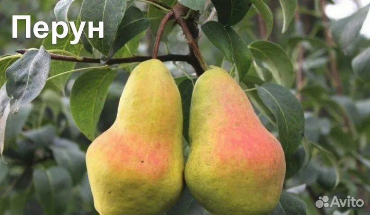 Продажа саженцев