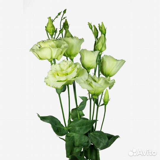 Цветы эустома