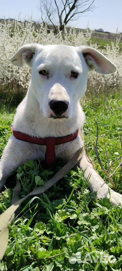 Метис питбуля в добрые руки(9 мес)