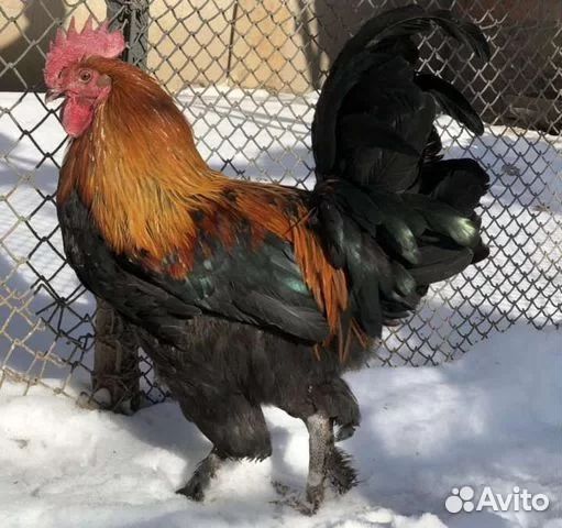 Молодые петухи
