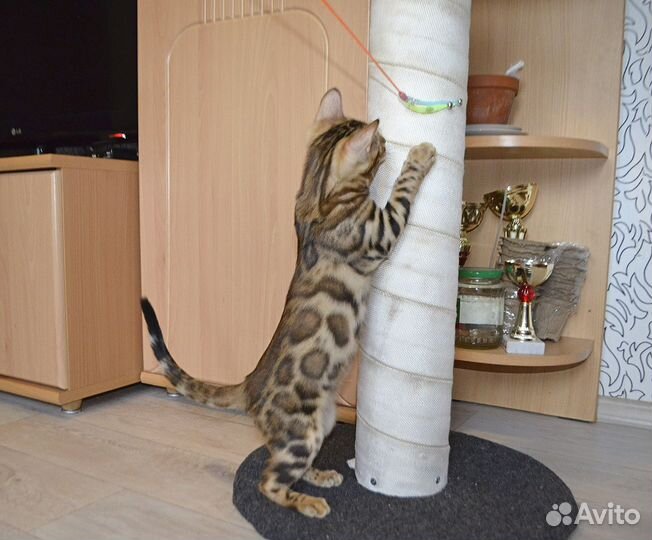 Бенгальские котята