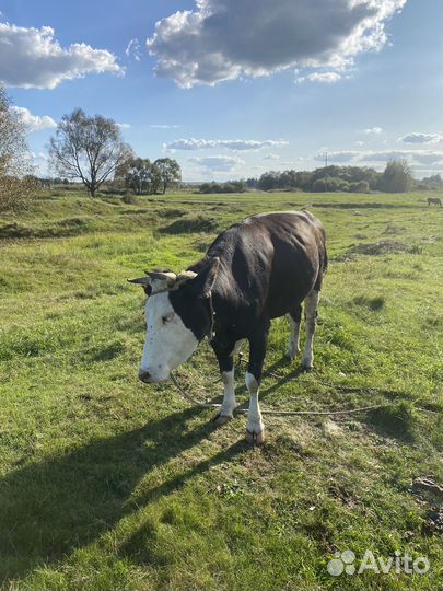 Телки нетель