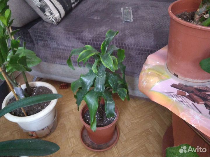 Драцена маргината