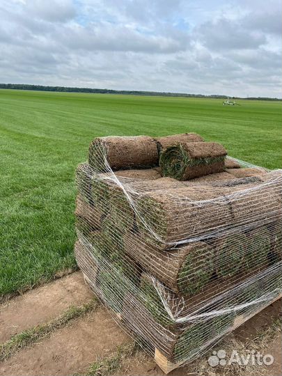 Рулонный газон под ключ с доставкой