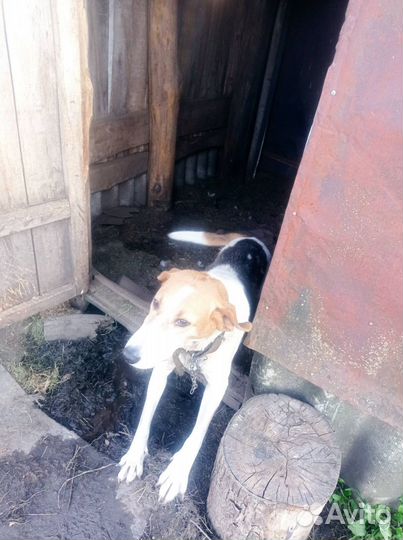 Отдам бесплатно, русская гончая