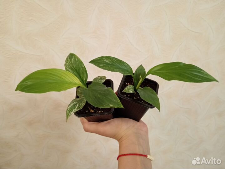 Спатифиллум Канифоль