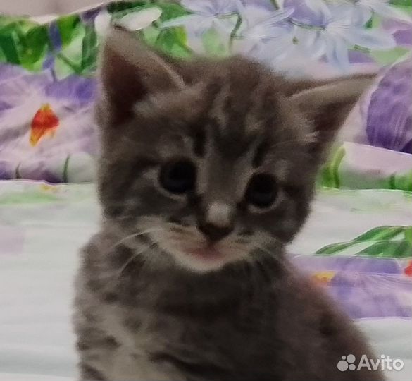 Отдам в добрые руки