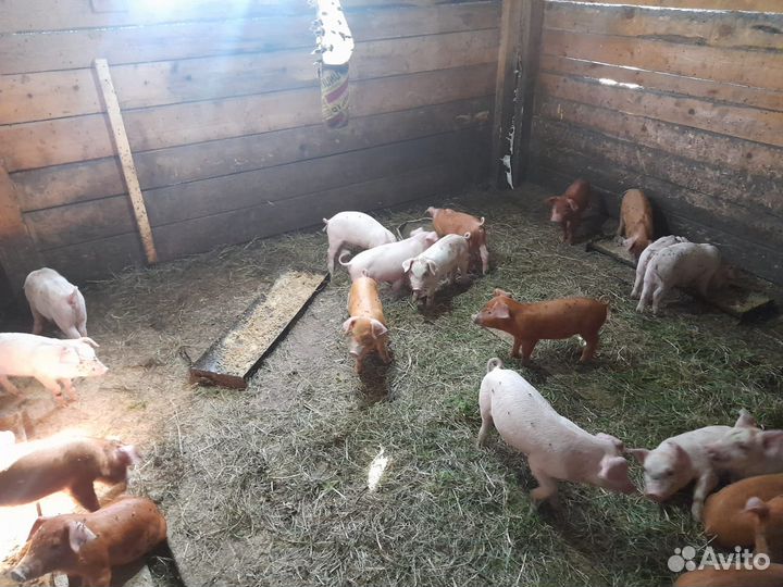 Продаю свиней