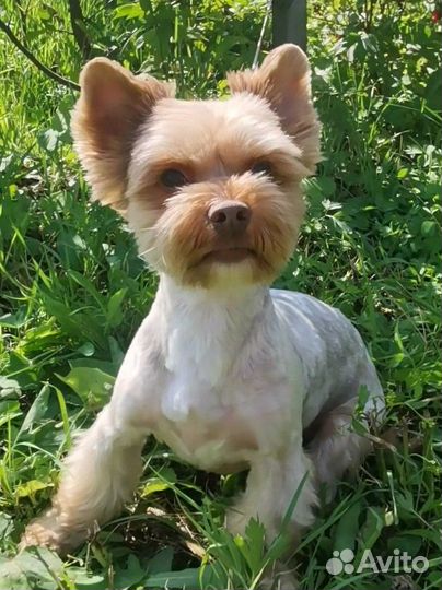 Шоколадный мраморный йорк