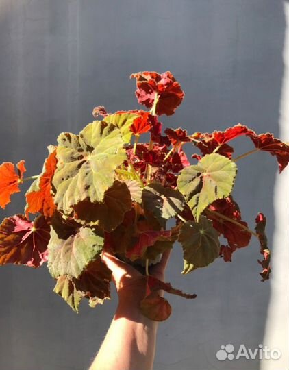Бегония рекс Beleaf