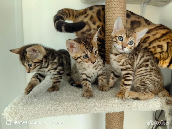 Бенгальские котята